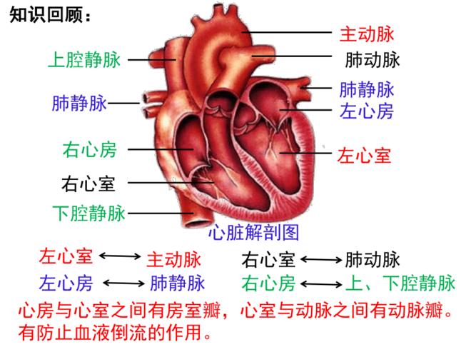 人体心脏结构图的相关图片