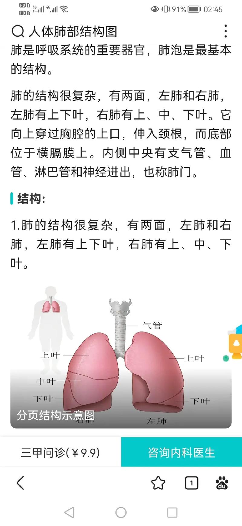 人体肺部结构图的相关图片
