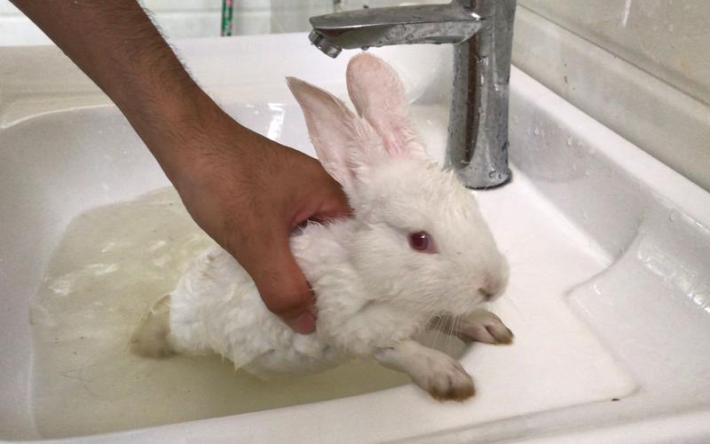 兔子需要洗澡吗的相关图片