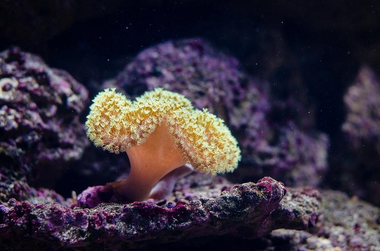珊瑚是动物吗的相关图片