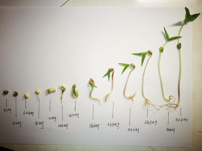 绿豆发芽的过程的相关图片