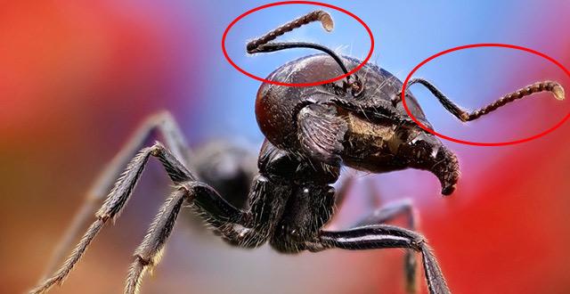 蚂蚁的触角的相关图片